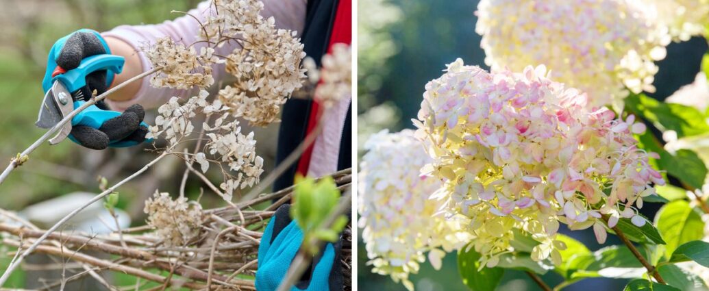 Przycinanie hortensji jesienią