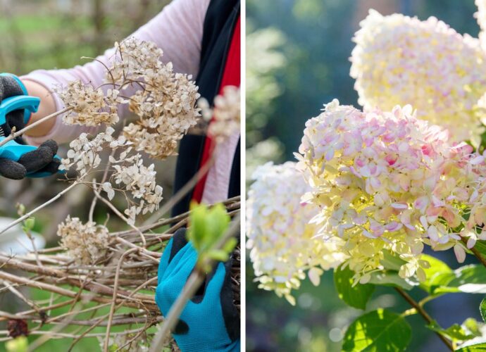 Przycinanie hortensji jesienią