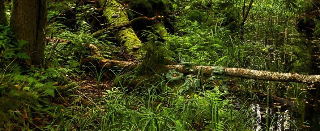 Białowieski Park Narodowy (BPN) to jedno z najcenniejszych miejsc przyrodniczych w Polsce i Europie