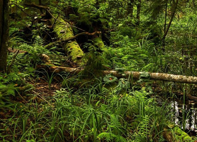 Białowieski Park Narodowy (BPN) to jedno z najcenniejszych miejsc przyrodniczych w Polsce i Europie