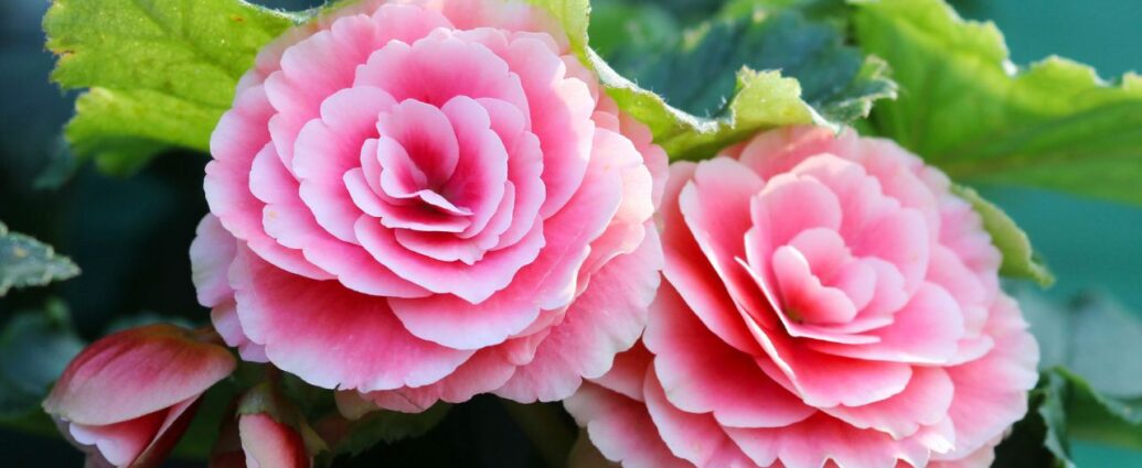 Begonia zimowa. Jej kwiaty wyglądają jak małe róże