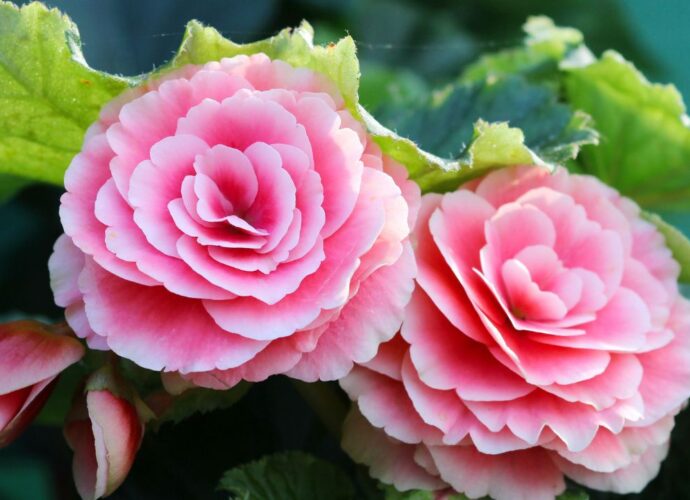 Begonia zimowa. Jej kwiaty wyglądają jak małe róże