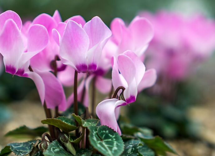 Różowy cyklamen perski