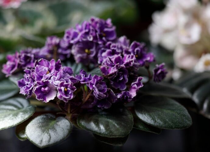 Fiołek afrykański nazywa jest kwiatem wampirów i kwiatem samotności. Czy fiołki przynoszą pecha?