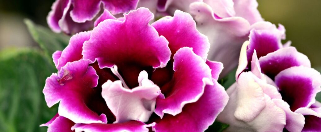 Gloksynia (Sinningia speciosa), sininga okazała, gloksynia doniczkowa