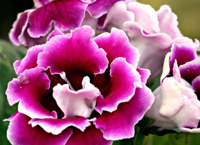 Gloksynia (Sinningia speciosa), sininga okazała, gloksynia doniczkowa