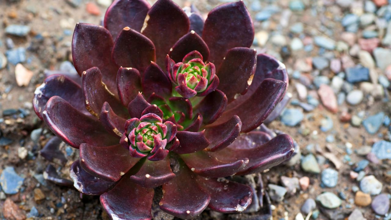 Purpurowy rozchodnik