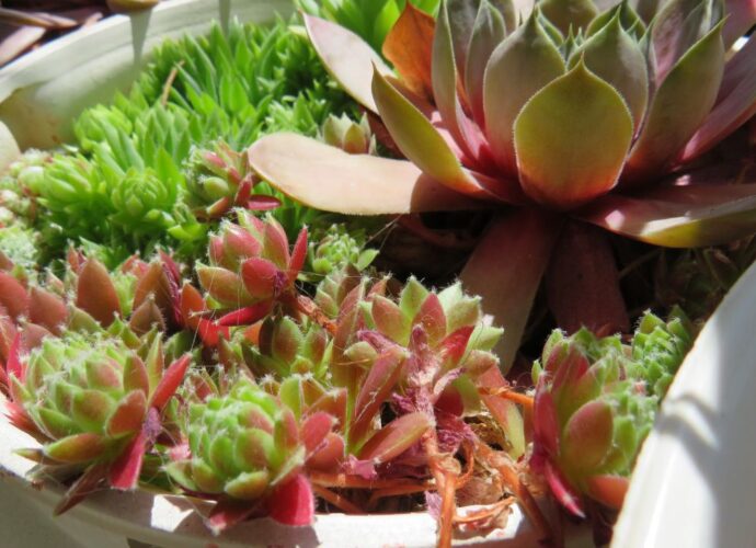 Skalniak w donicy. Jak zrobić mini ogródek skalny na balkon lub taras?