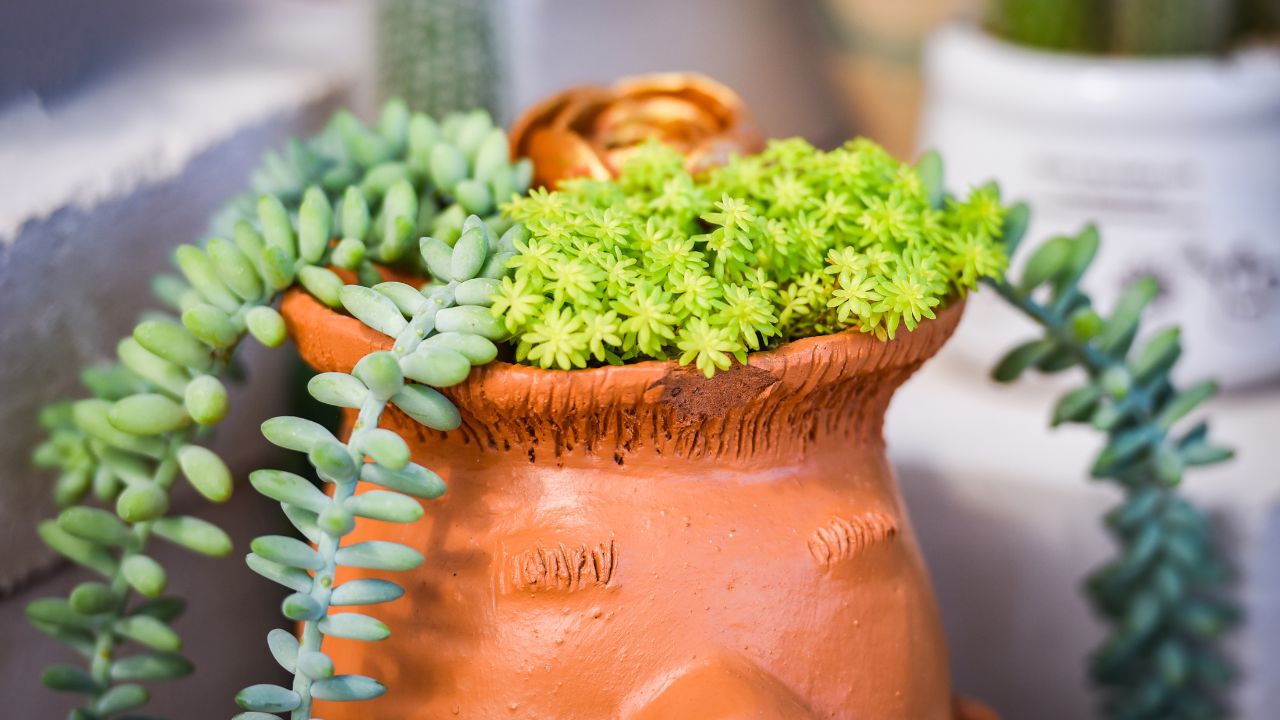 Sukulenty w ceramicznej doniczce