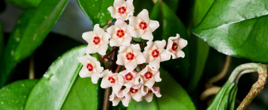 Woskownica (hoya carnossa) - roślina kwitnąca