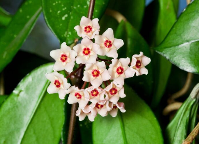 Woskownica (hoya carnossa) - roślina kwitnąca