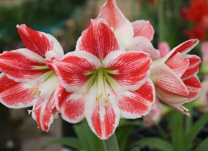 Amarylis - kwiaty w zbliżeniu