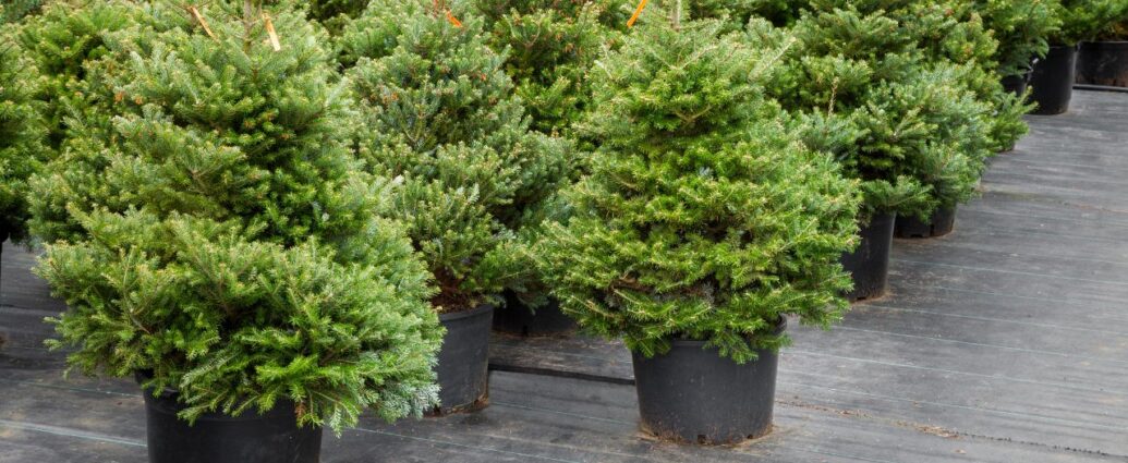 Choinki w doniczkach
