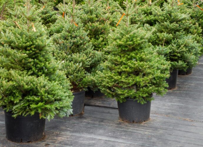 Choinki w doniczkach
