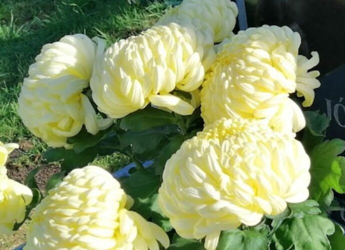 Cięte chryzantemy japońskie na grobie