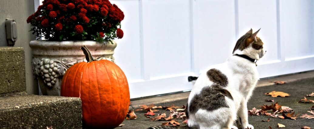 Czarno-biały kot siedzi przy donicy z chryzantemami i dyni