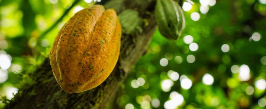 Owoc kakaowca na drzewie kakaowym