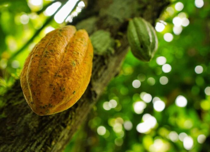 Owoc kakaowca na drzewie kakaowym