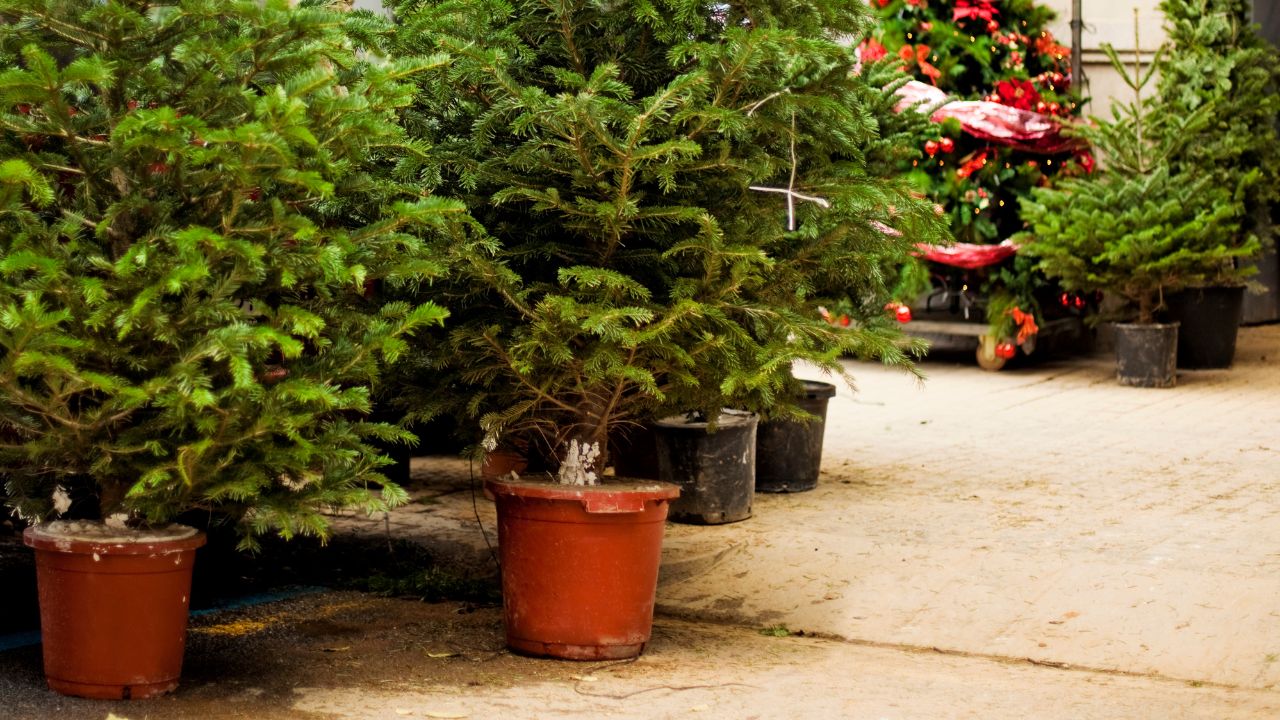 Sprzedaż choinke - duże drzewka w doniczkach