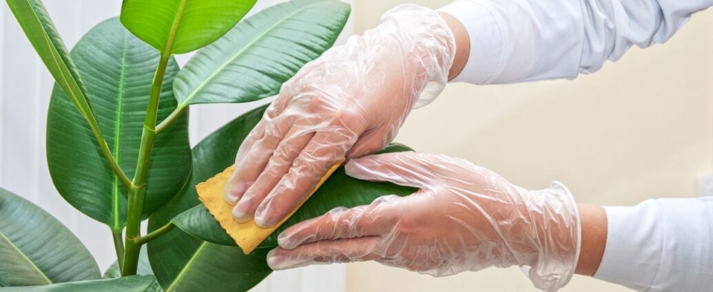 Czyszczenie liści fikusa z kurzu