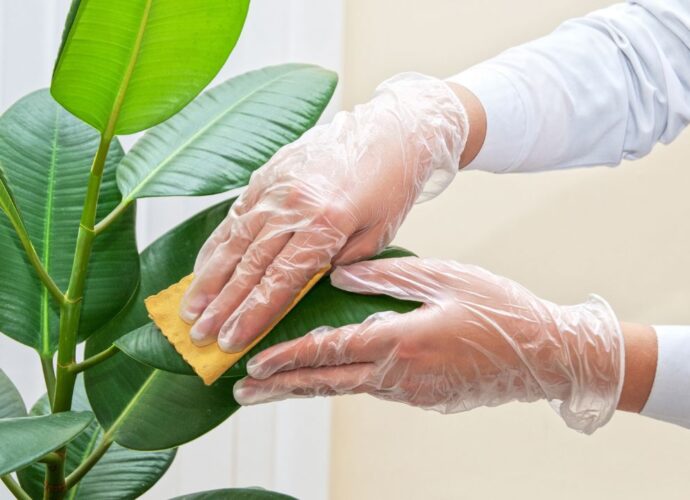 Czyszczenie liści fikusa z kurzu