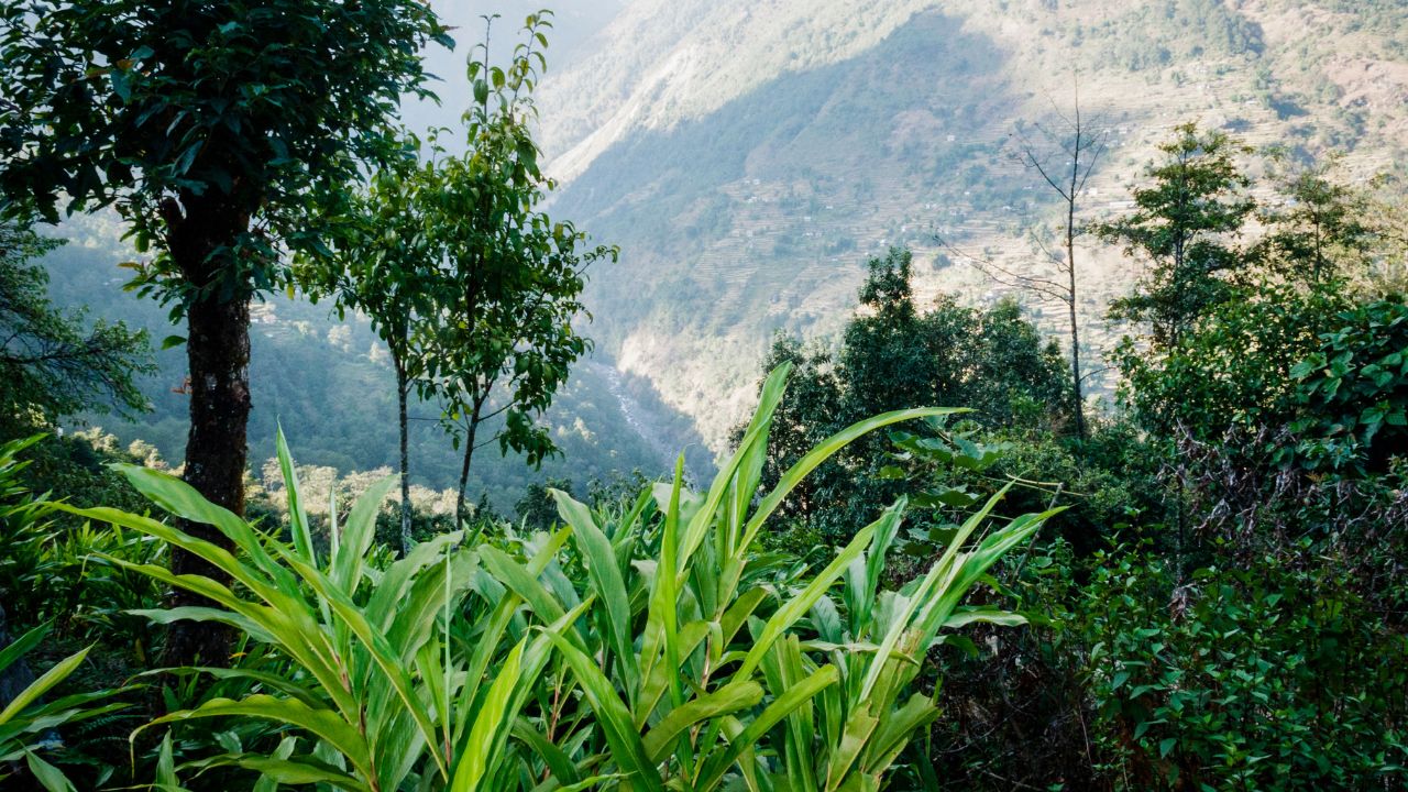 Kardamon w naturalnym środowisku