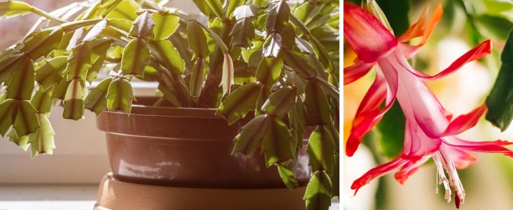 Kaktus Bożego Narodzenia - roślina bez kwiatów oraz kwit grudnika w zbliżeniu