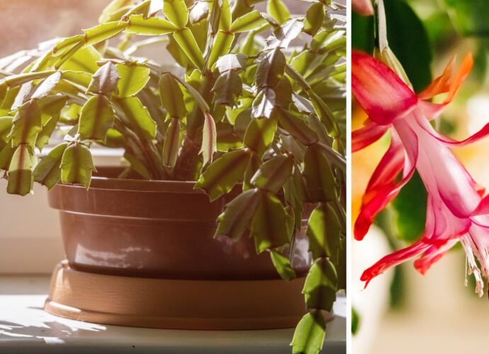 Kaktus Bożego Narodzenia - roślina bez kwiatów oraz kwit grudnika w zbliżeniu