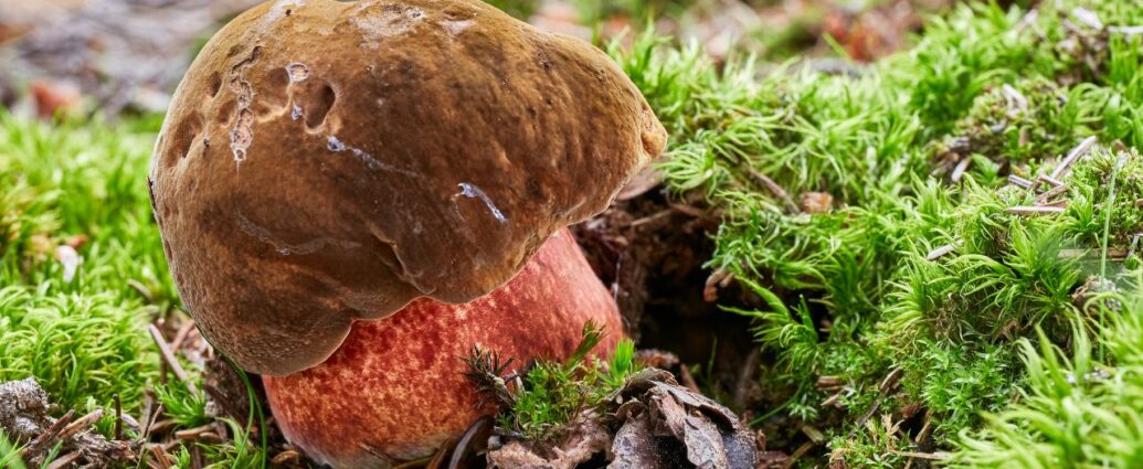 Borowik ceglastopory w mchu. Charakteryzuje do brązowy, zamszowy kapelusz