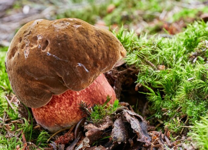 Borowik ceglastopory w mchu. Charakteryzuje do brązowy, zamszowy kapelusz