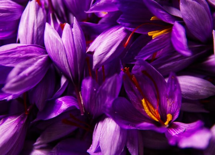 Czy krokus to szafran? Fioletowe kwiaty krokusa jesiennego