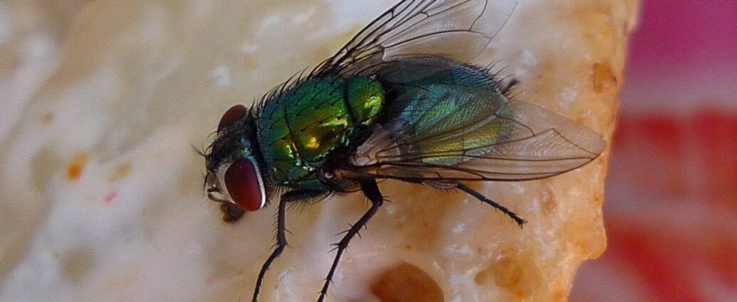 Mucha siedząca na jedzeniu może przenosić choroby