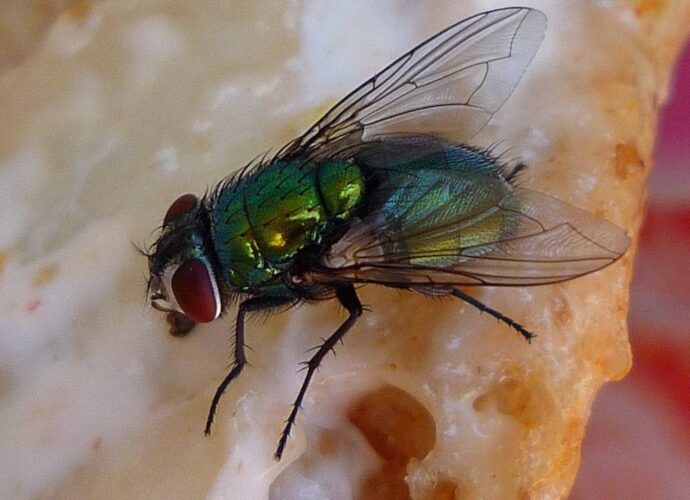 Mucha siedząca na jedzeniu może przenosić choroby