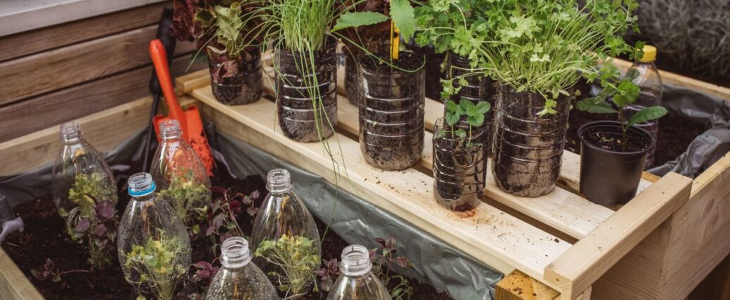 Plastikowe butelki po napojach możemy wykorzystać jak doniczki lub mini szklarnie