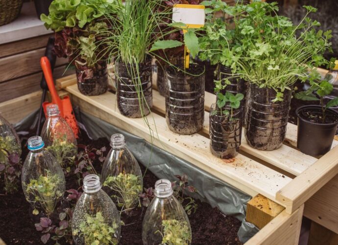 Plastikowe butelki po napojach możemy wykorzystać jak doniczki lub mini szklarnie