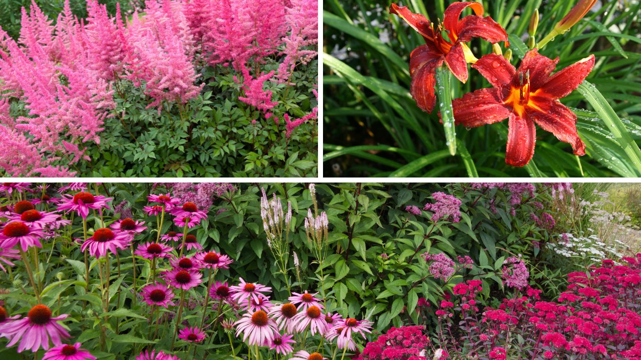 Różowe byliny kwitnące, które lubią gliniaste podłoże