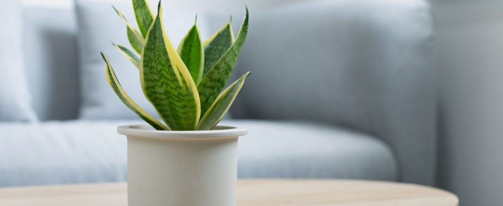 Sansewieria w białej doniczce