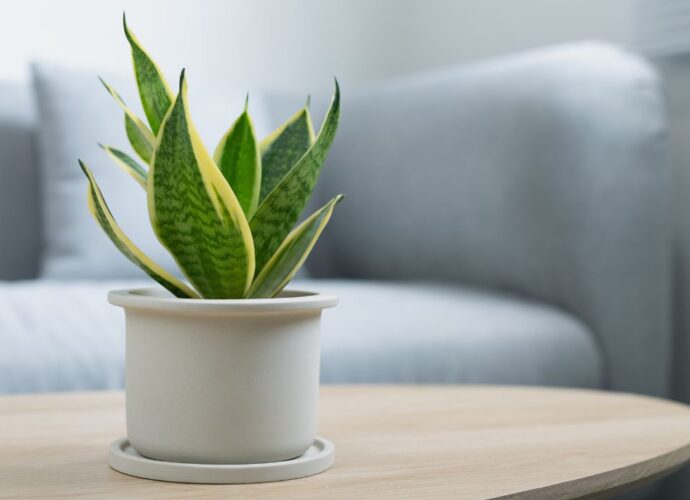 Sansewieria w białej doniczce
