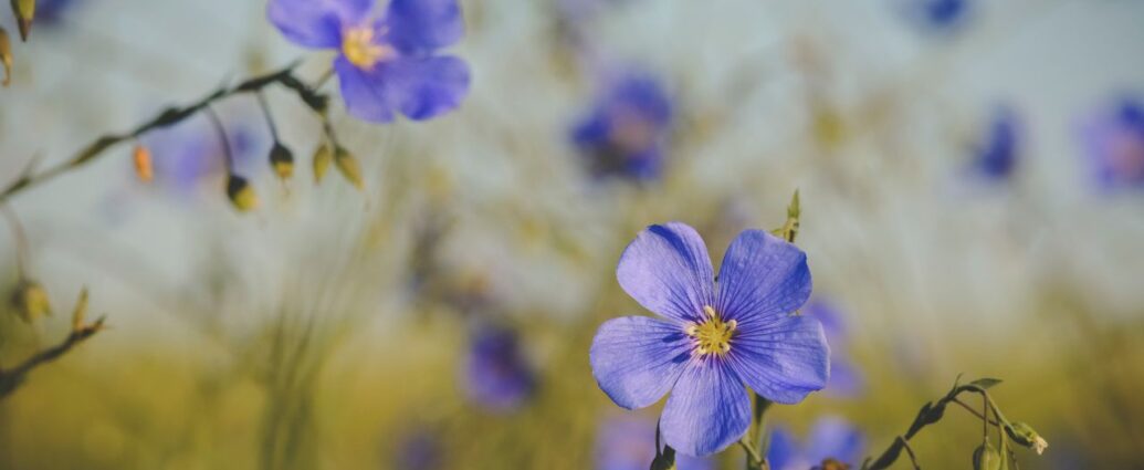 Kwitnący len w ogrodzie