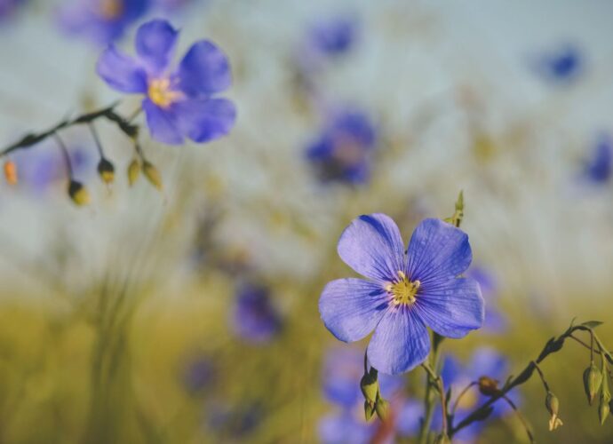 Kwitnący len w ogrodzie