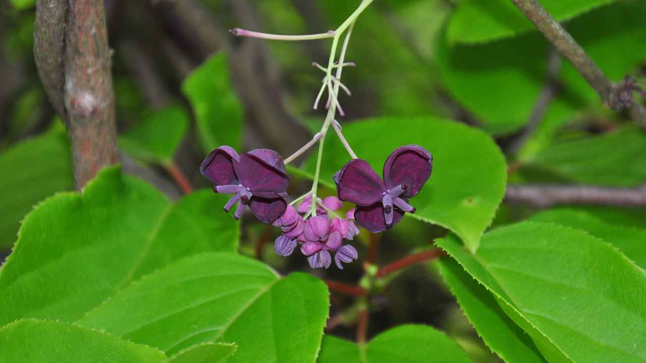Akebia - oryginalne zimozielone pnącze do ogrodu