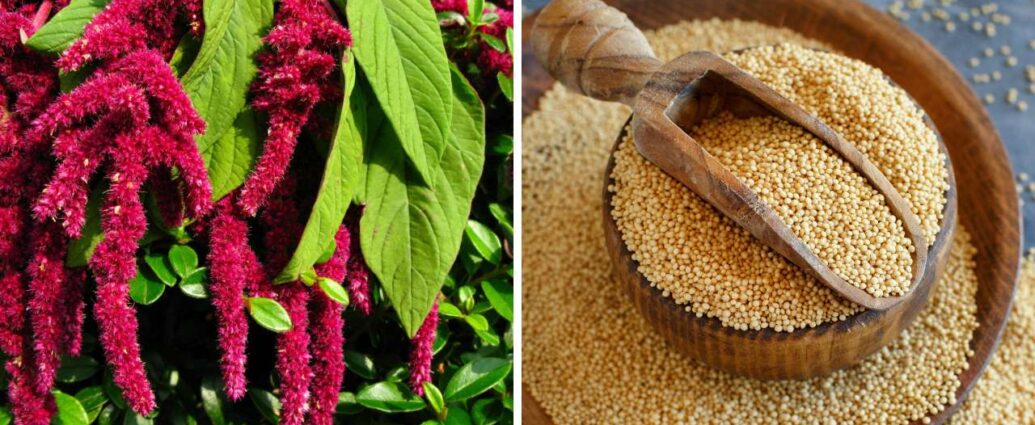 Amarantus, czyli szarłat. Pseudozoboże o niezwykłych właściwościach odżywczych znanych od tysięcy lat