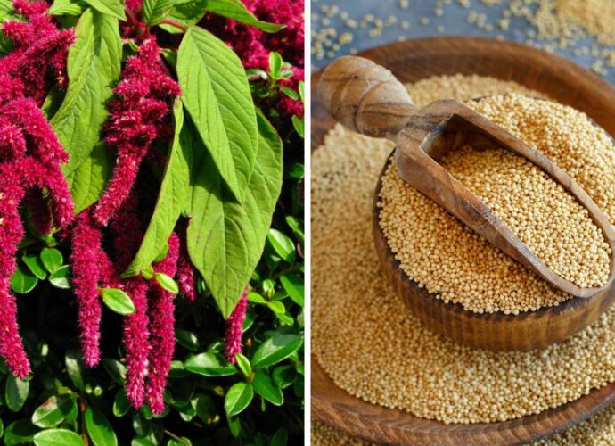 Amarantus, czyli szarłat. Pseudozoboże o niezwykłych właściwościach odżywczych znanych od tysięcy lat