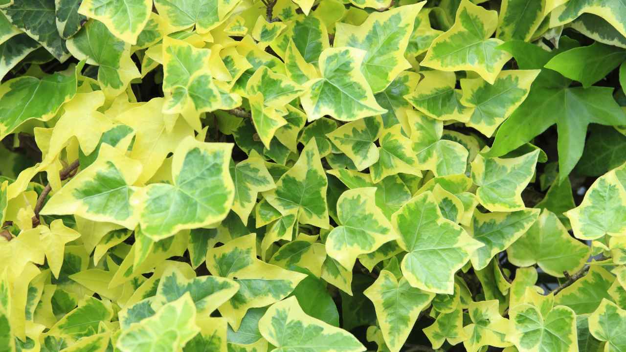 Bluszcz pospolity z dwukolorowymi liśćmi - bardzo odporne pnącze zimozielone