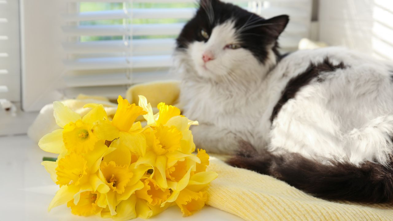 Kot przygląda się bukietowi żonkili