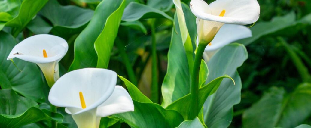 Kalie kwitnące na biało. Czasami na ich liściach pojawiają się krople, tzw. łzy