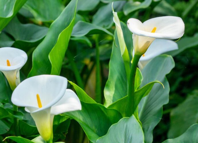 Kalie kwitnące na biało. Czasami na ich liściach pojawiają się krople, tzw. łzy