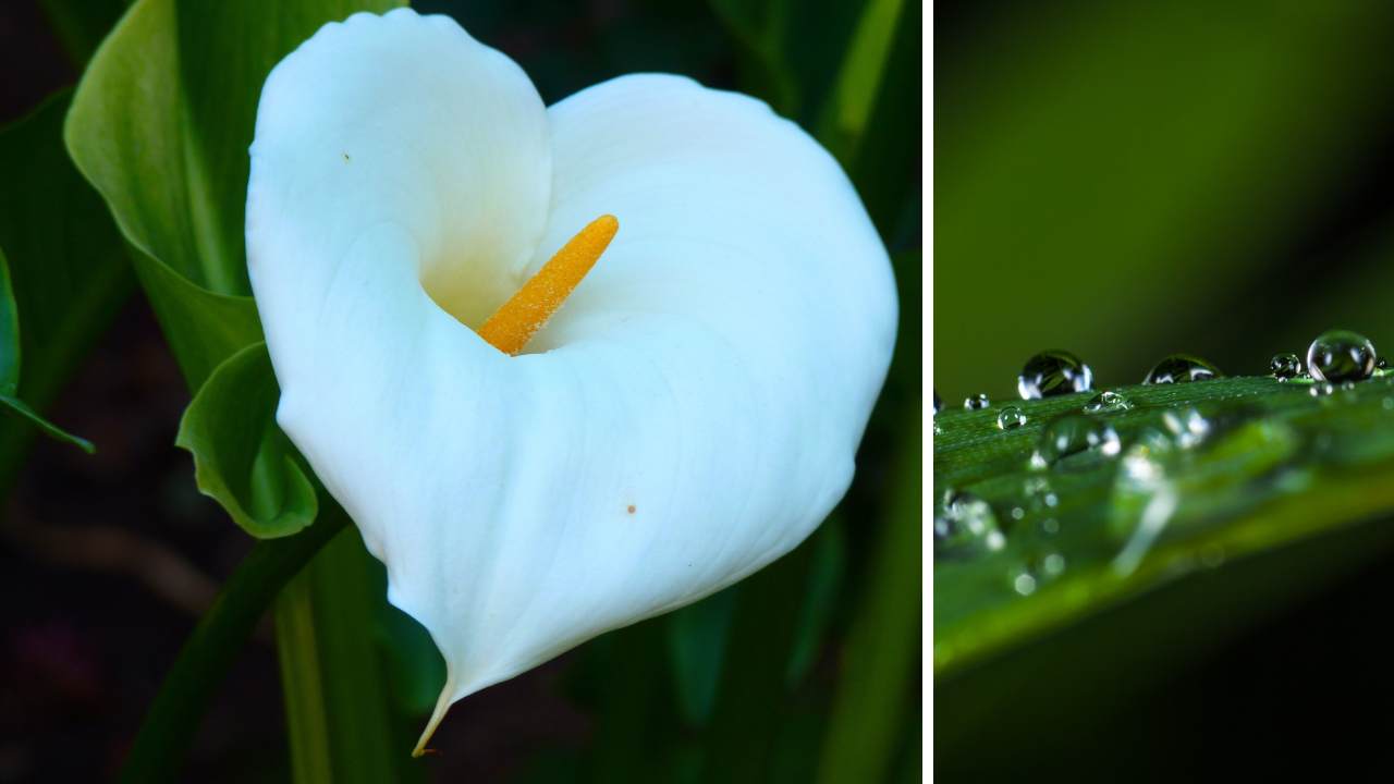 Dlaczego kalia płacze? Krople wody na liściach, czyli gutacja kalii