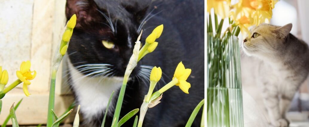 Kot a żonkile. Czy żonkile są trujące dla kotów?