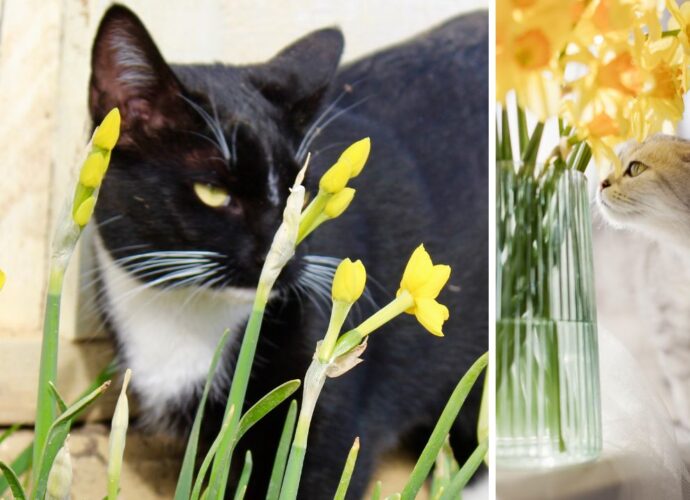 Kot a żonkile. Czy żonkile są trujące dla kotów?